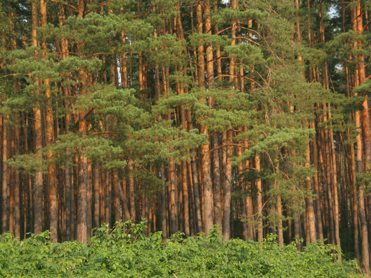 Доклад: Промышленное освоение лесных ресурсов тайги
